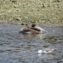 Brown Pelican