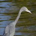 Little Blue Heron