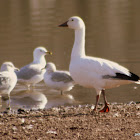 snow goose