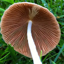 Common Ink Cap (young specimen)