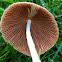 Common Ink Cap (young specimen)