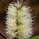 Coastal Broard leaved Paperbark