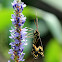 Palamedes Swallowtail