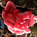 Phlebia incarnata