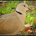 Eurasian Collared-Dove