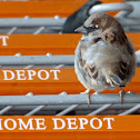 House sparrow
