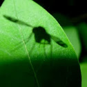 Shadow Fly