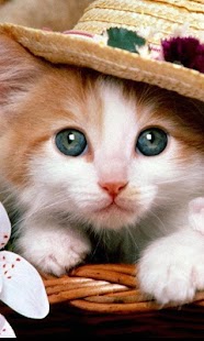 How to install Funny Cats Wallpapers patch 1.0 apk for android