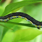 Coryphista meadii