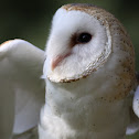 Barn Owl