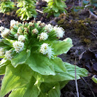 Giant Butterbur