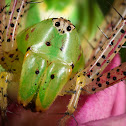 Green Lynx Spider