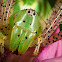 Green Lynx Spider