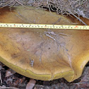 Fungi