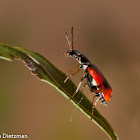 Colorful Foliage Ground Beetle