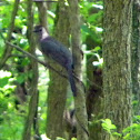 Gray Catbird