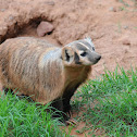 American badger
