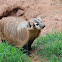 American badger