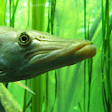 Muskellunge