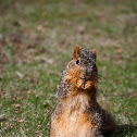 Squirrel