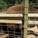 American Bison