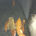 Common Asian Toad