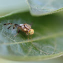 Natal Fruit Fly