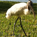 Wood Stork