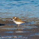 Kentish Plover; Chorlitejo Patinegro