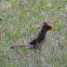 Young Female Cardinal