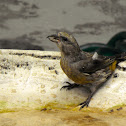 Red Crossbill