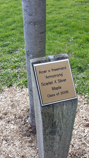 Armstrong Maple