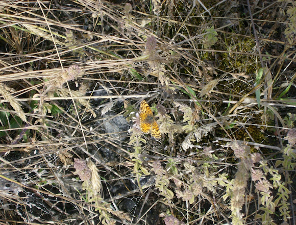 Spotting Image 1