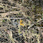 Mylitta Crescent