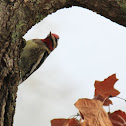 Yellow-bellied Sapsucker