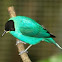 Green Honeycreeper