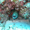 Leopard moray eel