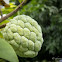 Atis, Sugar-apple