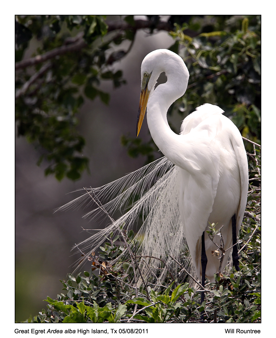 Great Egret