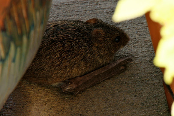 Spotting Image 1