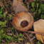 Holm oak acorn shell, cascara de bellota de encina