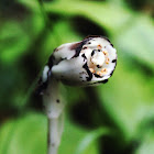 Indian pipe