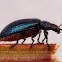 Beetle