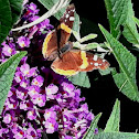 Butterfly bush