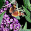 Butterfly bush