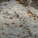 Blue Eyed Dragon Fly
