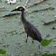 Yellow Crowned Night Heron