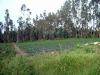 Vendo Terreno En Yaruqui  Sector San Vicente