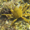 Northern Kelp Crab