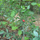 Xilbardeira